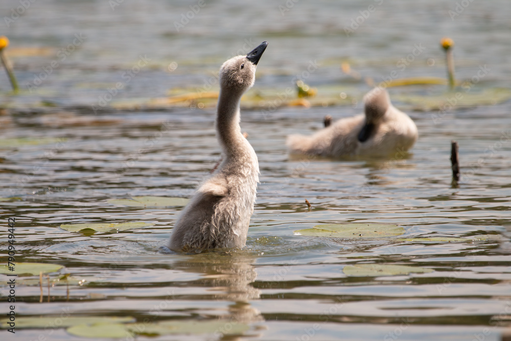 A swan chick shaking itself off the water