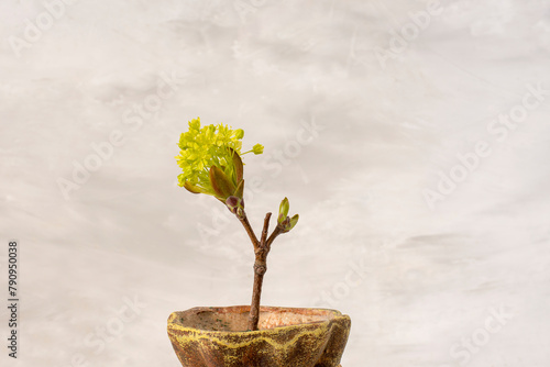 a blooming maple branch and leaves opening from the buds in a bronze pot on a gray background..
