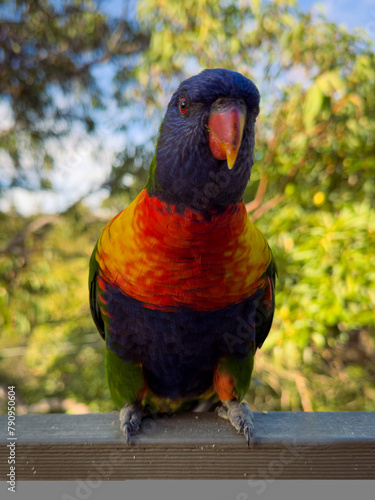 Rainbow Lorikeet Parrot. Birds of Australia (ID: 790950604)
