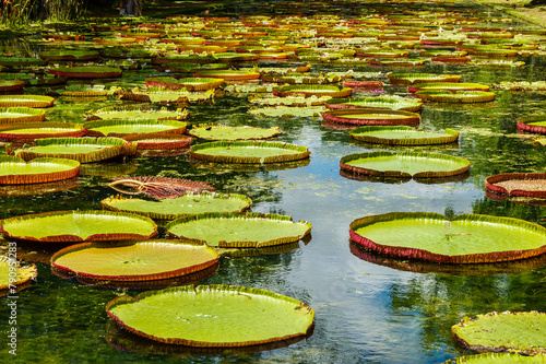 Giant Lily Pads in the Botanical garden in Pamplemousses, Mauritius