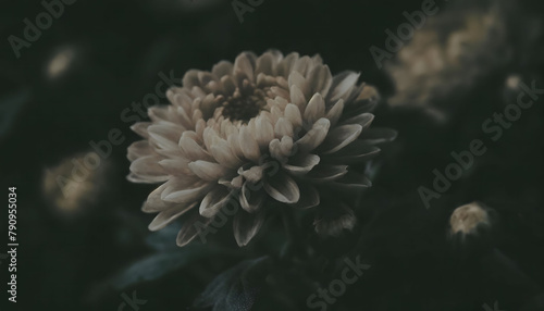 Moody Close-Up of a Chrysanthemum Flower