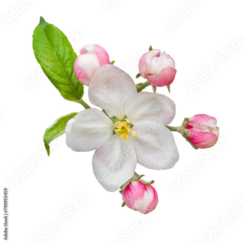 white and pink apple tree flower isolated