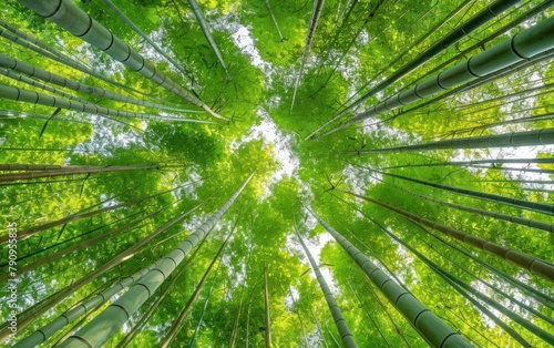 Verdant Bamboo Forest Canopy