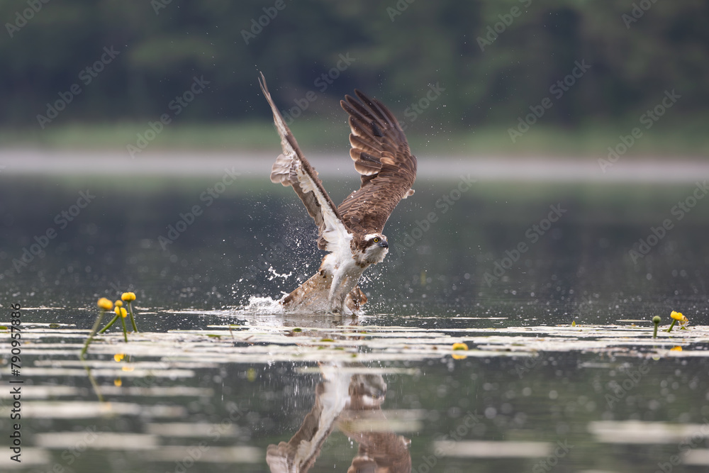 An osprey with a fish in its claws taking flight amid splashes of water