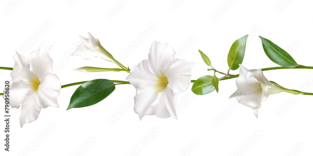 Fototapeta premium White climbing flowers. Beautiful floral background. Dipladenia. Mandevila. Green leaves. Border. Blooming liana. Tropical flower. Seamless pattern.