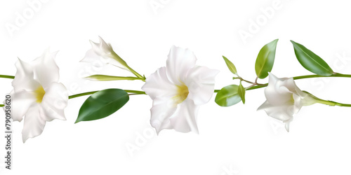 White climbing flowers. Beautiful floral background. Dipladenia. Mandevila. Green leaves. Border. Blooming liana. Tropical flower. Seamless pattern.