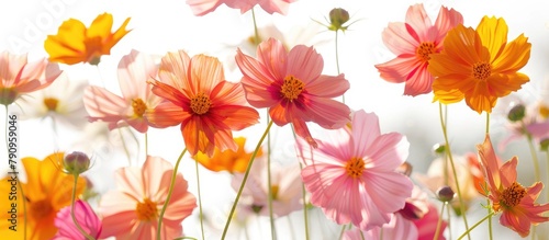 Cosmos flowers in shades of orange, pink, and yellow are in full bloom against a white backdrop.