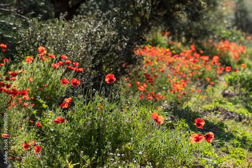 poppies in the olive grove, Salobre village, Sierra de Alcaraz, Albacete province, Castilla-La Mancha, Spain