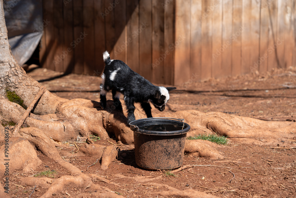 Baby goat standing on tree roots to drink from it's water bucket. Baby goat standing on tree roots to drink from it's water bucket.