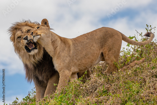 Slika na platnu Couple of lions - Panthera leo krugeri - African Lion