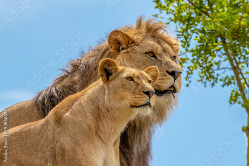 Foto Couple of lions - Panthera leo krugeri - African Lion