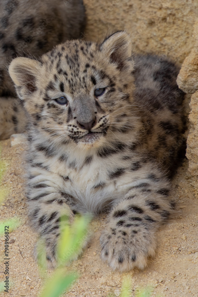 Baby Snow leopard - Panthère des neiges - Panthera uncia Baby Snow leopard - Panthère des neiges - Panthera uncia