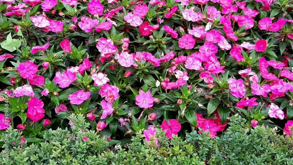 Flowers Flowers