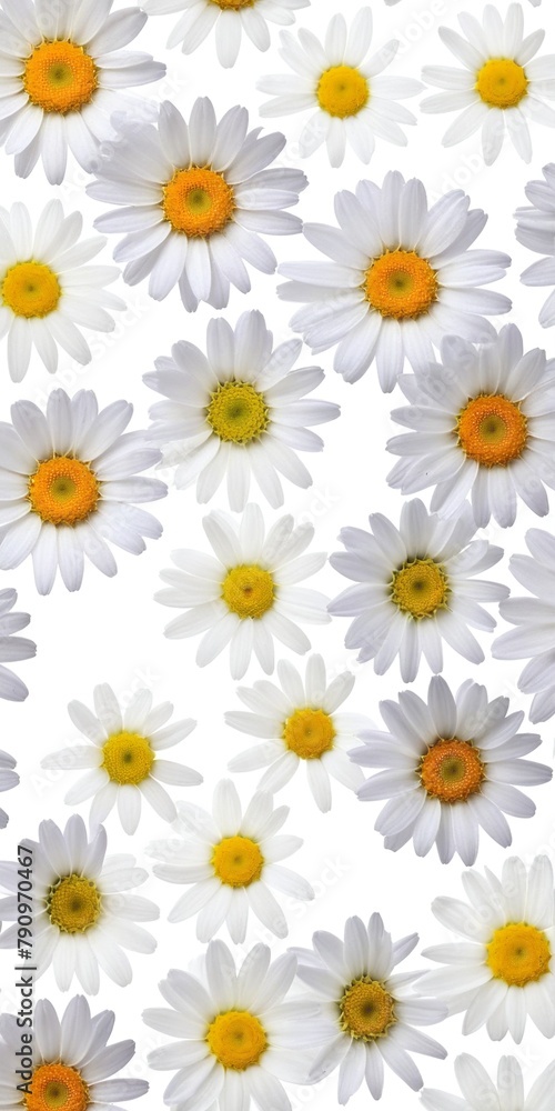 Chamomile flowers collection on white. Set of colorful Chamomile or Daisy flowers background, top view. Floral pattern.