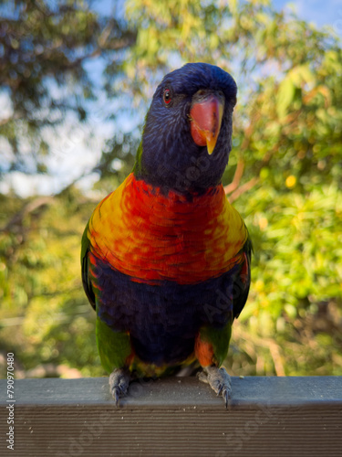 Rainbow Lorikeet Parrot. Birds of Australia (ID: 790970480)