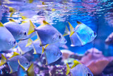 A school of fish swims in shallow water. Beautiful fish with yellow fins. Underwater world of the Red Sea