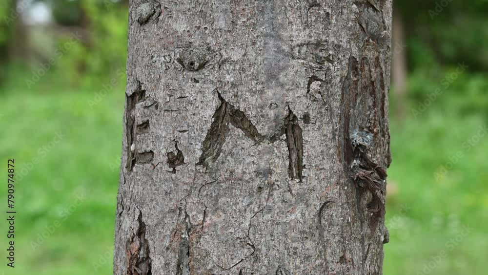 Letters engraved on trees. Letter carved in the trees Letters engraved on trees. Letter carved in the trees