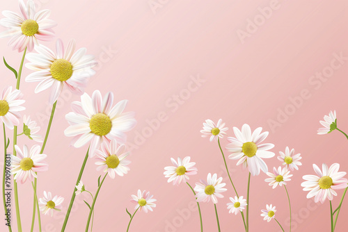 Several daisies arranged on a pink background