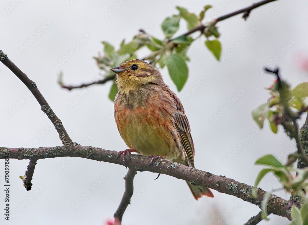 The yellowhammer is sitting on the branch. The yellowhammer is sitting on the branch.