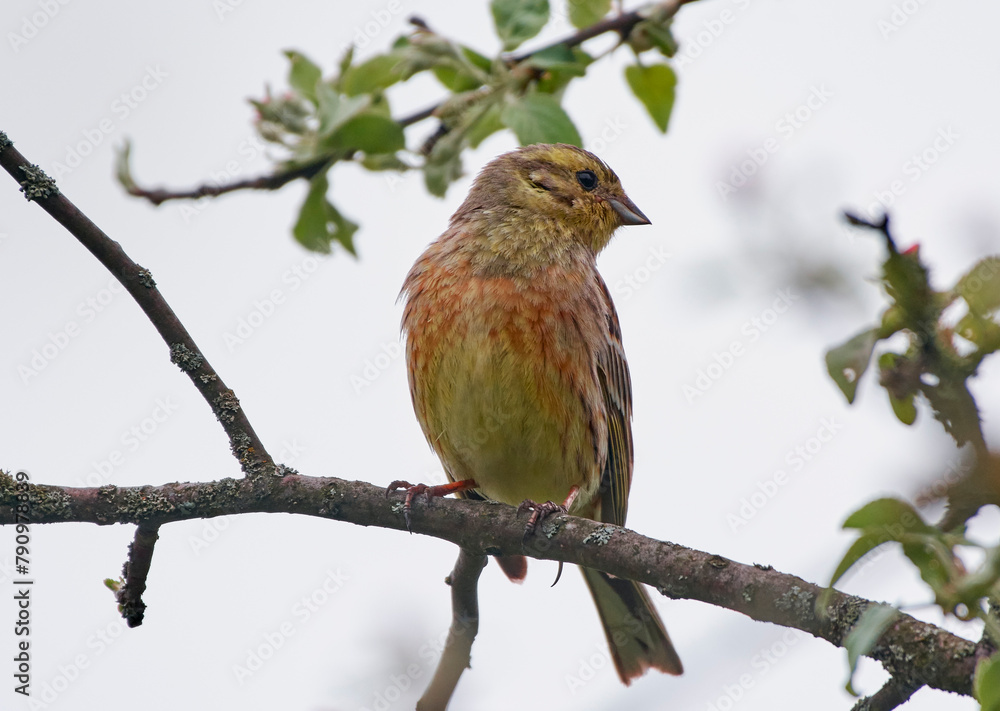 The yellowhammer is sitting on the branch. The yellowhammer is sitting on the branch.