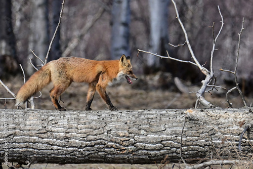 A female, or vixen, red fox (Vulpes vulpes) uses a fallen tree as a footpath through Alaska's boreal forest.