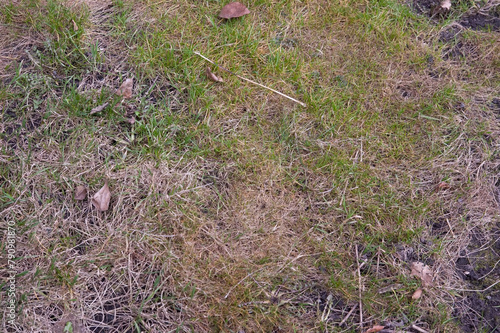 spring background: fresh green grass breaks through amidst dry