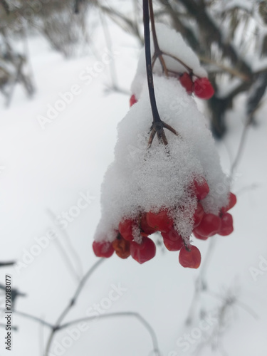 winter background: red guelder rose berries covered with snow