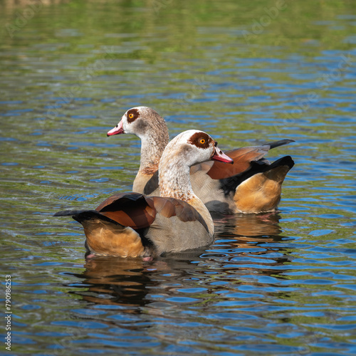 Portrait of a pair of Nile or Egyptian geese (Alopochen aegyptiaca) taken from behind so that their nice orange undertail plumage is clearly visible