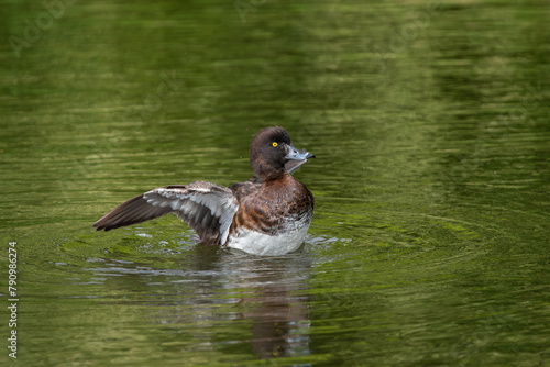 Portrait of an adult female Tufted Duck (Aythya fuligula) taken during her bath against a natural green background