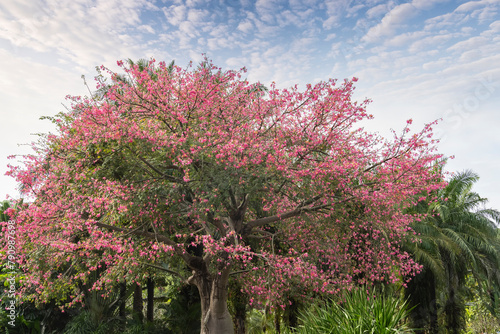 pink silk floss tree flower in garden photo