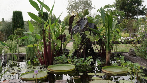 Garden design and landscaping. View of a pond growing aquatic plants such as Victoria cruziana, Colocasia Black Coral, Thalia geniculata, Eichornia crassipes, waterlilies and Typhonodorum lindleyanum photo