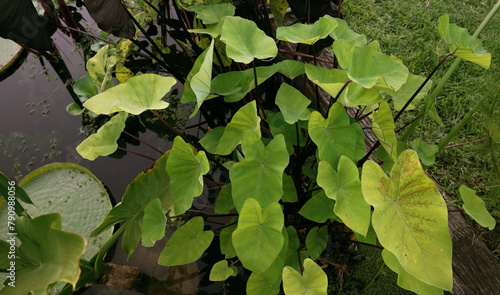 Swamp plants. Closeup view of Colocasia esculenta green leaves, growing in the pond.