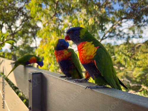 Rainbow Lorikeet Parrot. Birds of Australia (ID: 790988499)