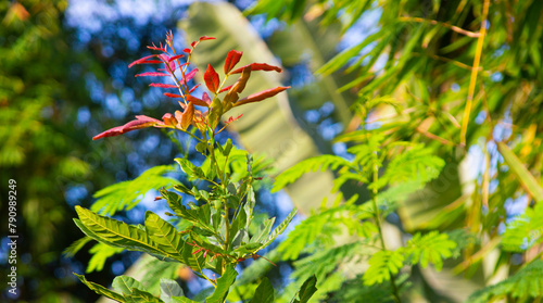 shot on red leaves with nature blur background photo