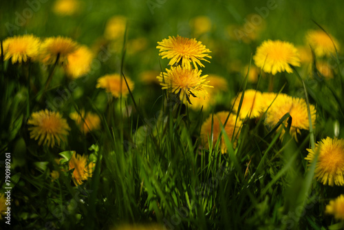 Żółte kwiaty mniszka lekarskiego © Mateusz