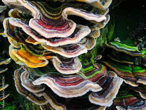 rainbow colored, layered tree fungus