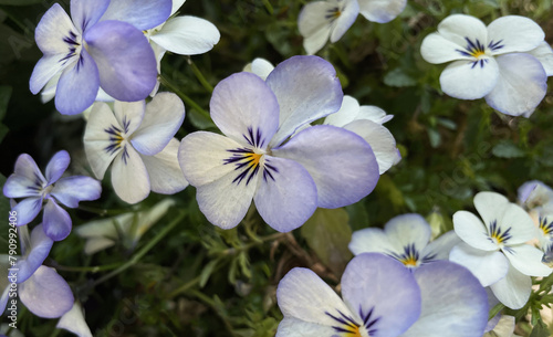 Close-up of Horned Violet 'Jewel Blue & White' (Viola cornuta) © Tatiana