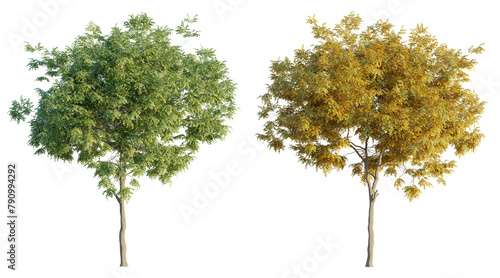 American beech 4K png cutout