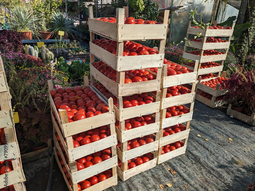 Piles of crates filled with red tomatoes at vegetable garden
