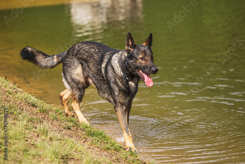 female German Shepherd Dog near the water © michal