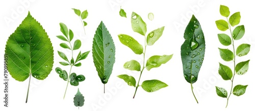 Collection of green tree leaves and branches with raindrops on a white background