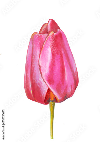 tulip isolated on white