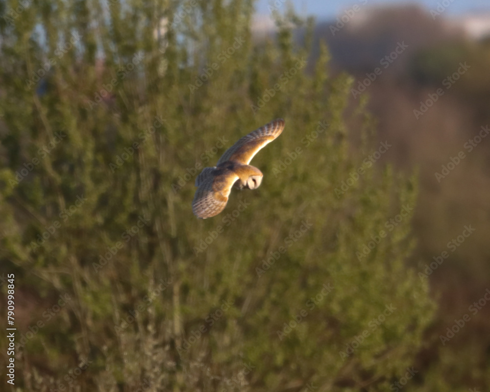 Fototapeta premium A beautiful Barn Owl in flight at sunset
