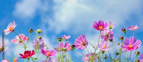 flowerbed with vibrant flowers against a blue sky