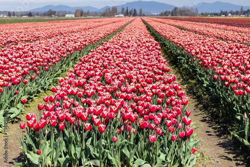 Tulips in full bloom springtime in the Skagit Valley