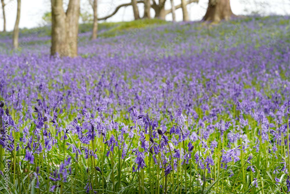 Obraz premium Bluebells in bloom in the woodland in England 