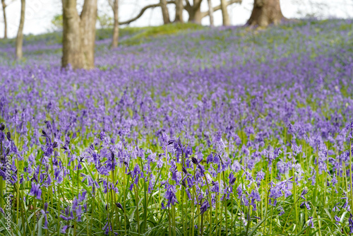 Bluebells in bloom in the woodland in England 