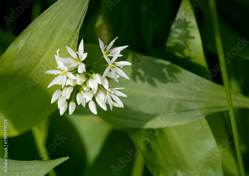 Wild flower in bloom and green leaves 