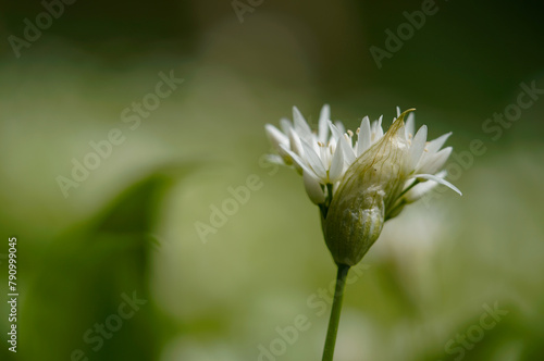 Wild garlic flower, blurred green background 