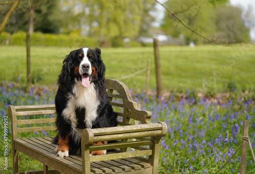 Bernese Mountain Dog sitting on a wooden bench, bluebells in the background